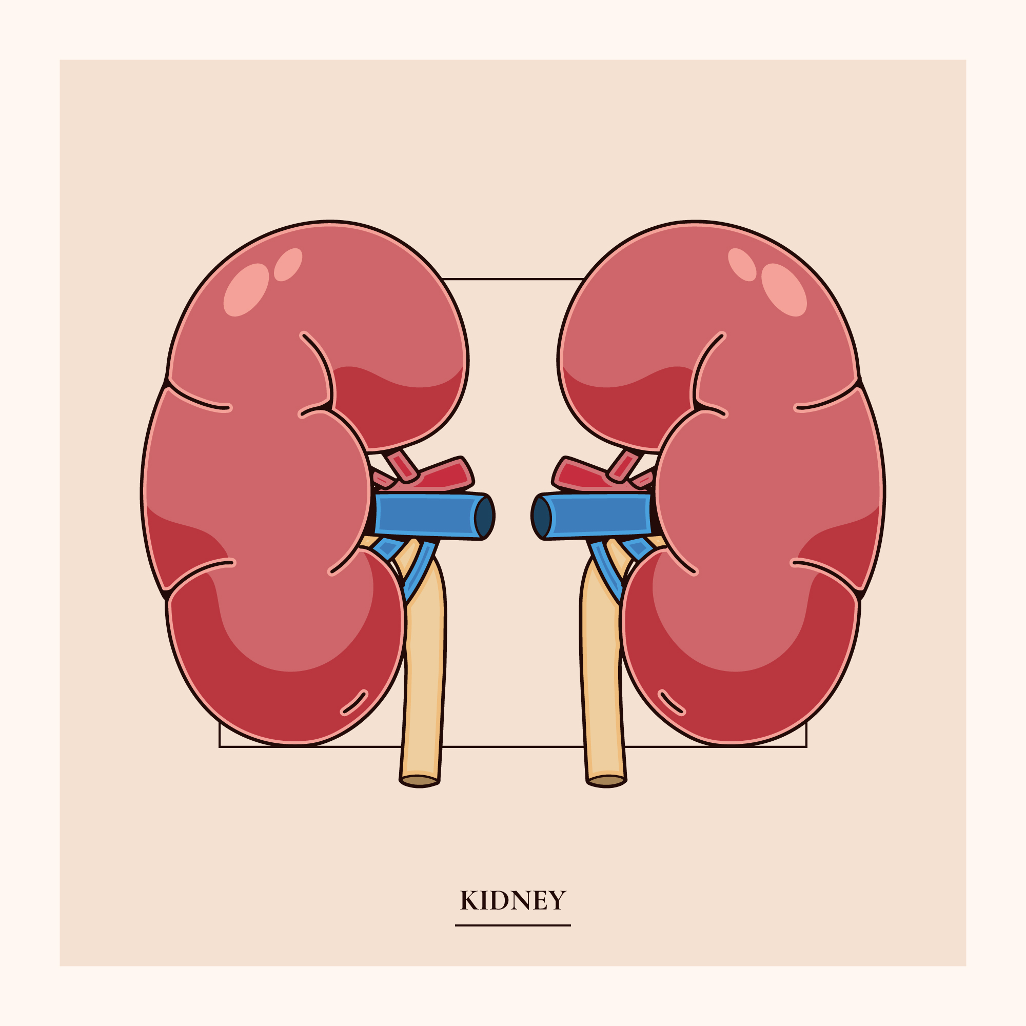 Kidney