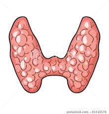 Thyroid